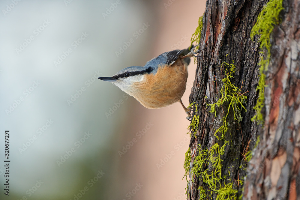 Nuthatch perched on a trunk Nuthatch perched on a trunk