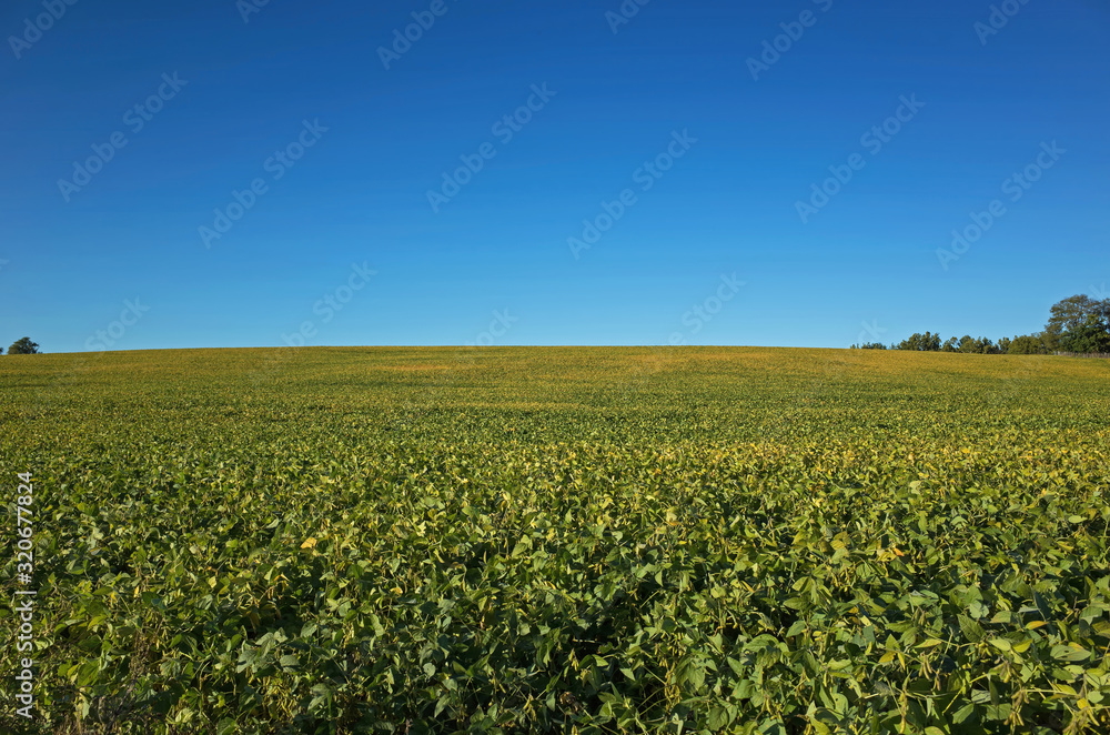 Maturing field of soybeans in the late afternoon sun. Glycine max commonly known as soybean in North America or soya bean is a species of legume grown for its edible bean. 