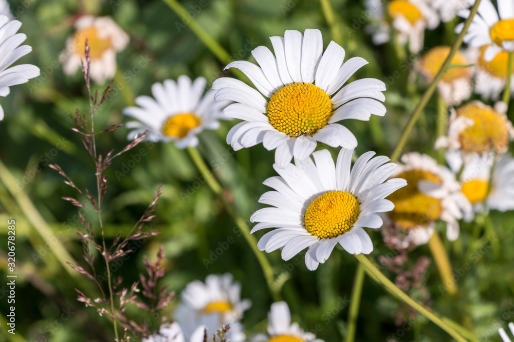 Fototapeta premium Wild Daisy
