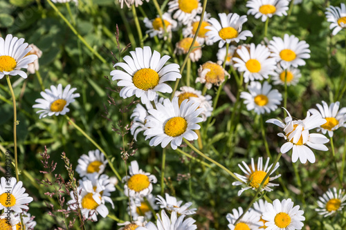 Wild Daisy