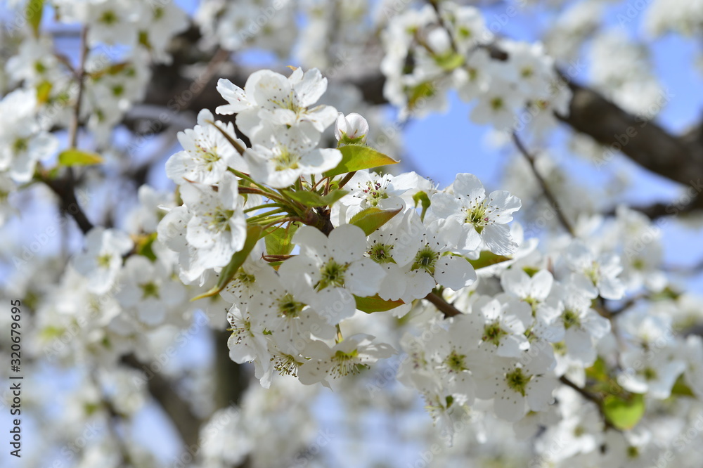 Pear flower in full bloom in spring Pear flower in full bloom in spring