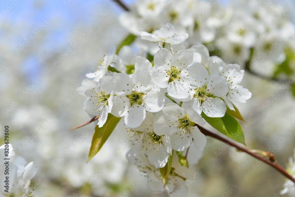 Pear flower in full bloom in spring