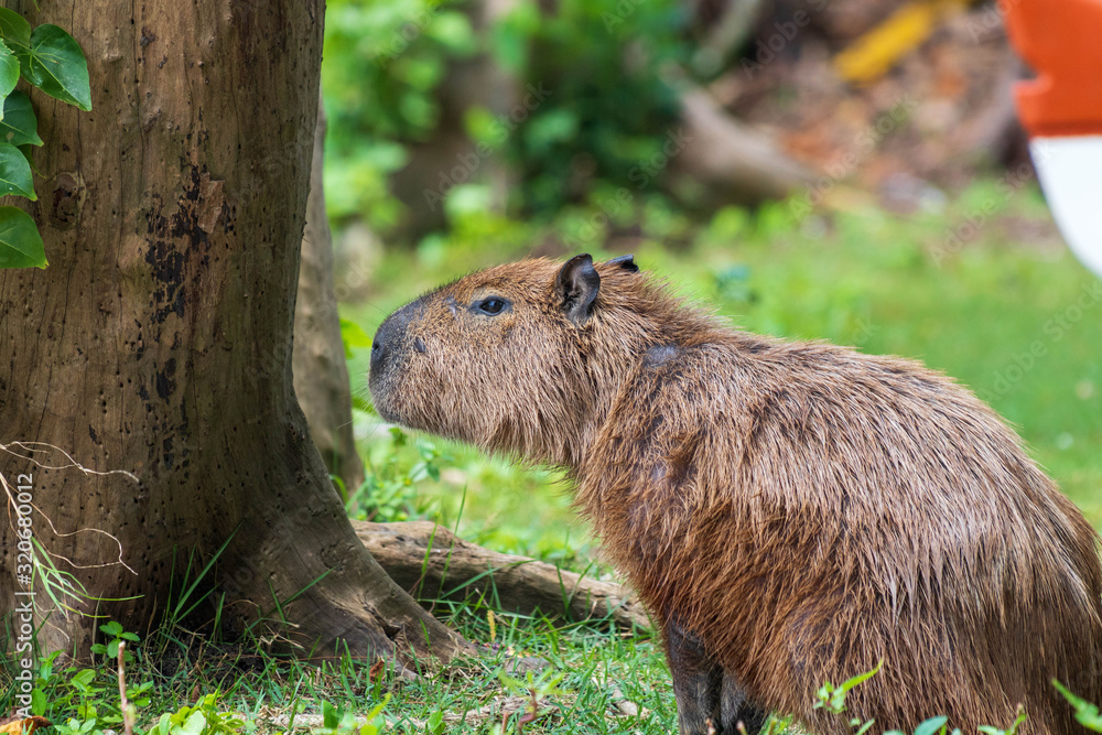 Capybara (Hydrochoerus hydrochaeris), largest rodent in the world, grazing in the Marapendi lagoon in Rio de Janeiro Capybara (Hydrochoerus hydrochaeris), largest rodent in the world, grazing in the Marapendi lagoon in Rio de Janeiro