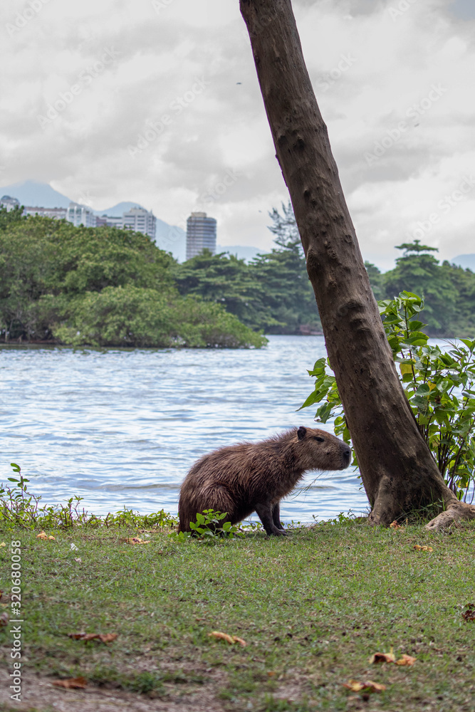 Capybara (Hydrochoerus hydrochaeris), largest rodent in the world ...