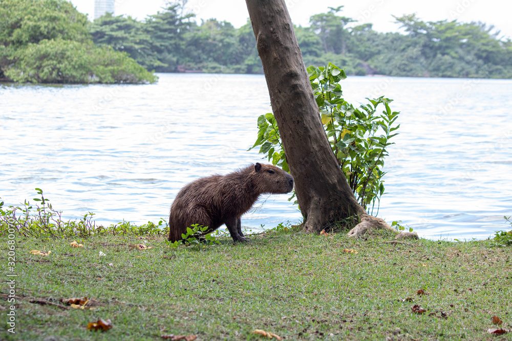 Capybara (Hydrochoerus hydrochaeris), largest rodent in the world ...
