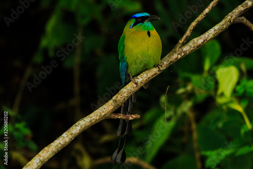 Bird Momotidae perched on a branch. Bird called "momoto","bobo" (fool) or pendulum in Costa Rica.