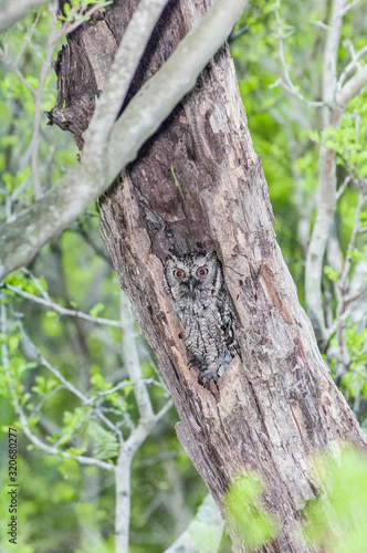 Western Screech-owl Megascops kennicottii  photo