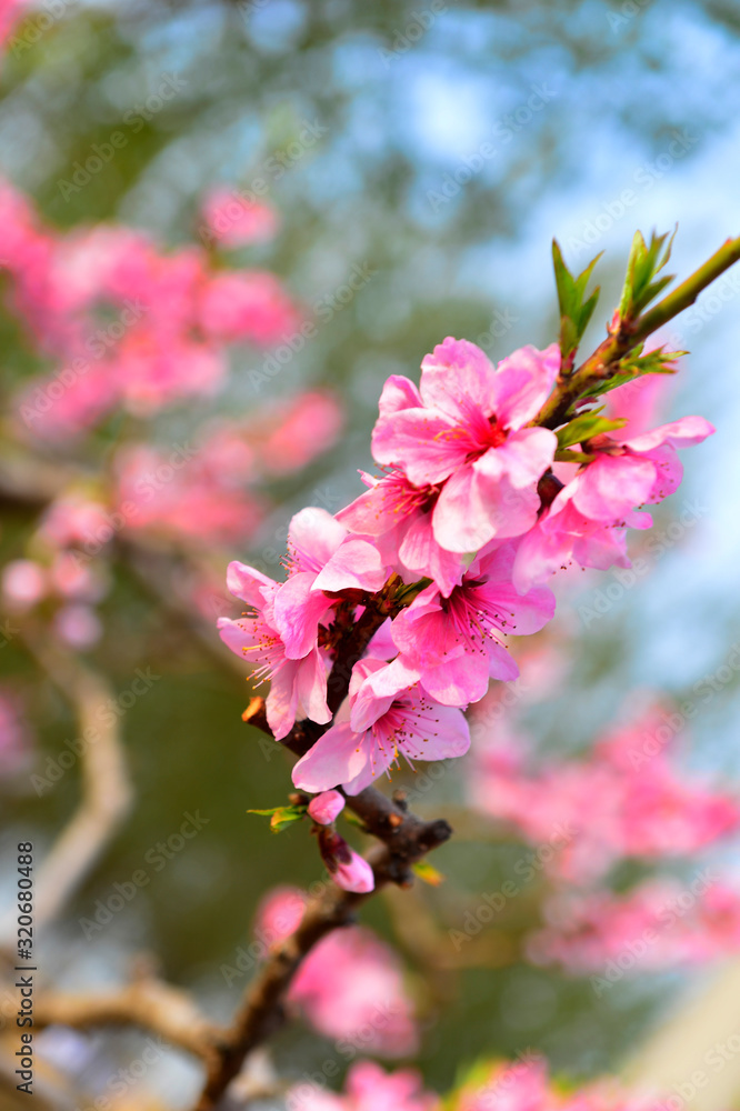 In full bloom in the peach blossom In full bloom in the peach blossom