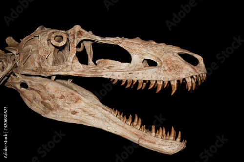 Dinosaur Skeleton Isolated on Black