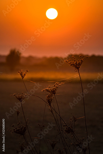 Silhouette of plants over a bright orange sunset
