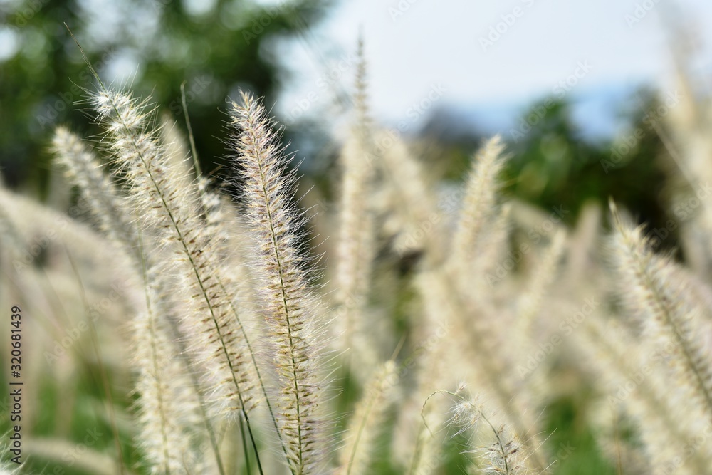 View of a flower field on a sunny day. View of a flower field on a sunny day.