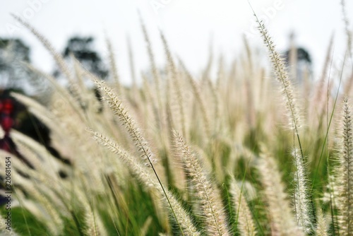 View of a flower field on a sunny day.