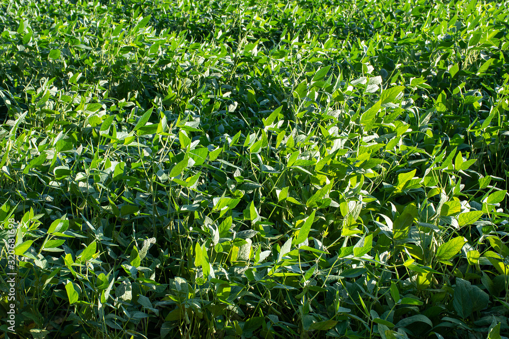 Soy plantation Soy plantation