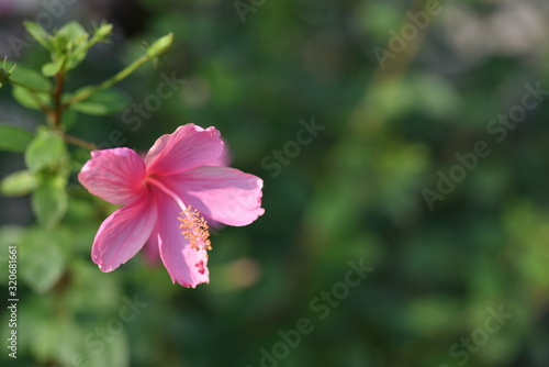 Colorful Flowers Garden Plumeria Flower Blooming 