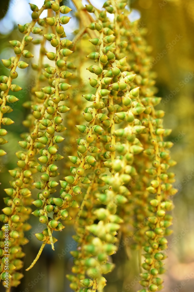 Small ripe betel nut