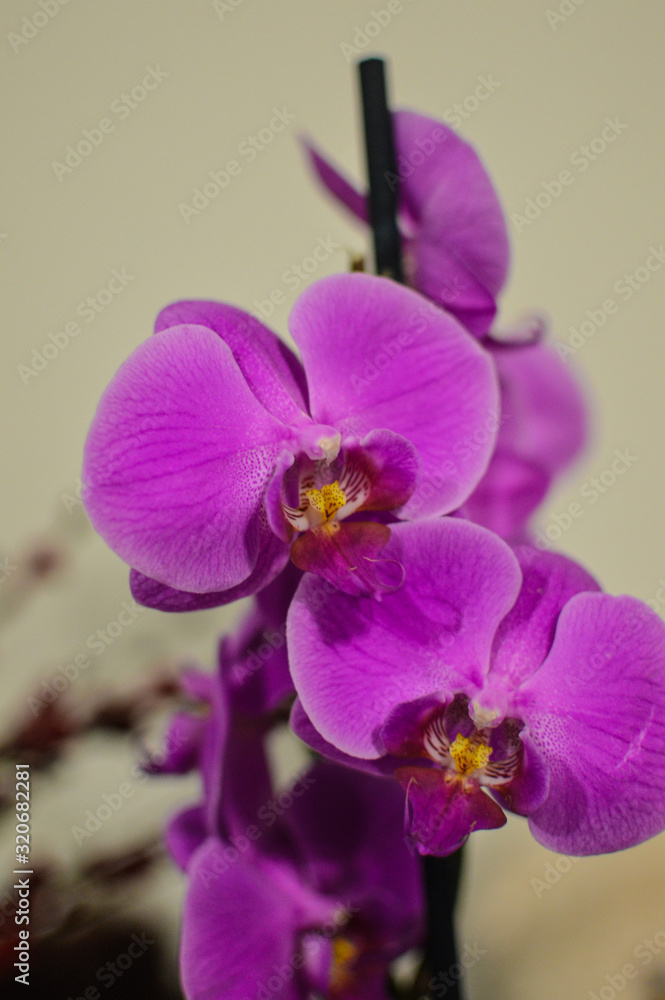 Orchid flower closeup taken indoors Orchid flower closeup taken indoors