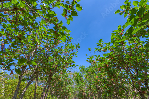 Mulberry tree in organic farm at Thailand