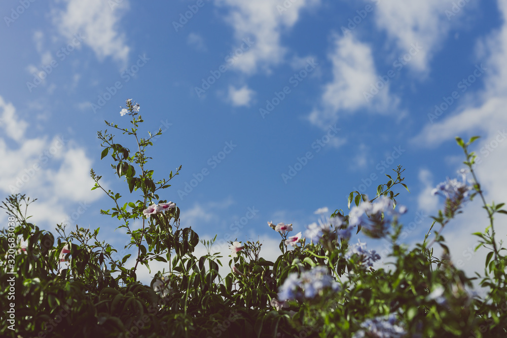 white and pink mandevilla climber plant with flowers outdoor in sunny backyard white and pink mandevilla climber plant with flowers outdoor in sunny backyard