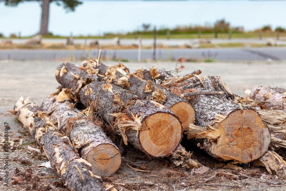 伐採した木　薪　自然エネルギ
