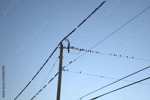 Wallpaper Mural electric pole and wires with Birds Torontodigital.ca