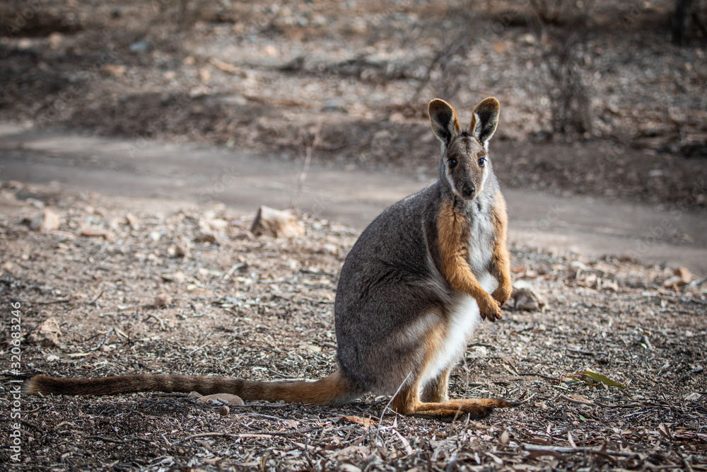 yellow-footed rock wallaby yellow-footed rock wallaby