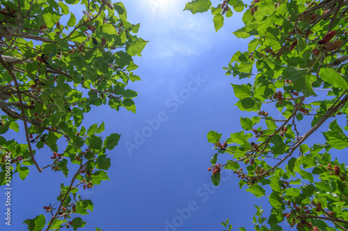 Mulberry tree in organic farm at Thailand