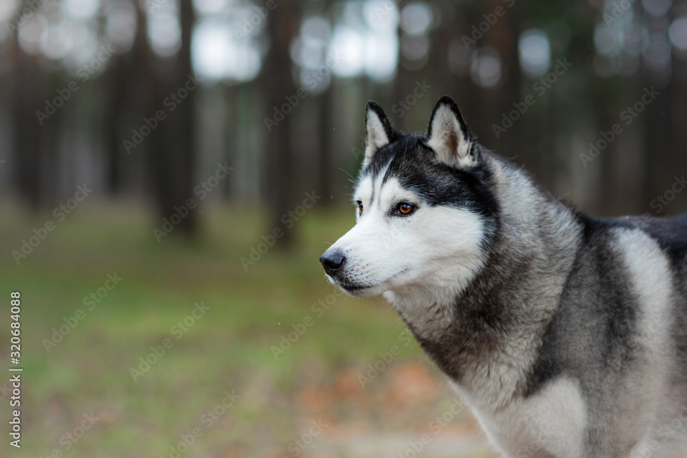 portrait of a dog in nature. Pet for a walk.