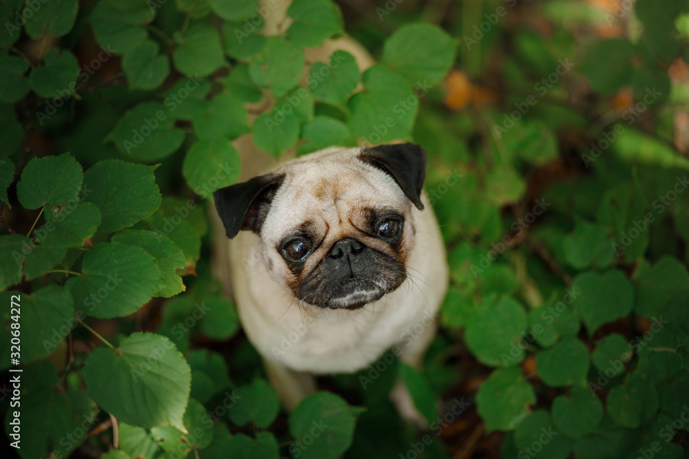 portrait of a dog in nature. Pet for a walk.