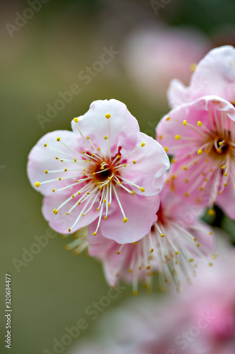 Plum blossoms in full bloom in Japan