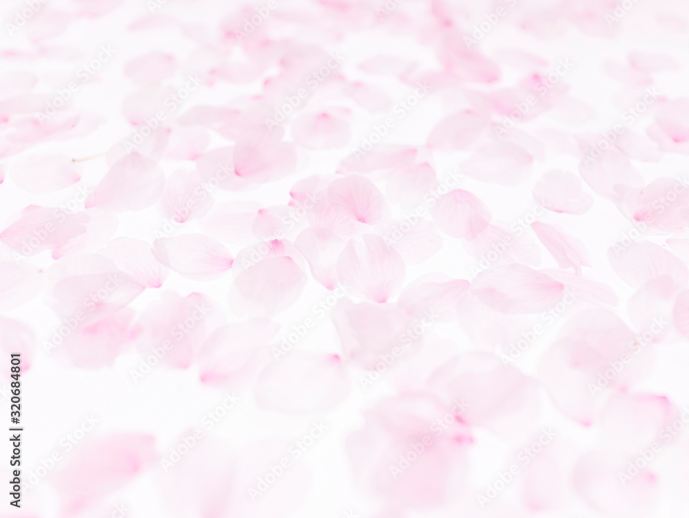Cherry blossom petals_1747