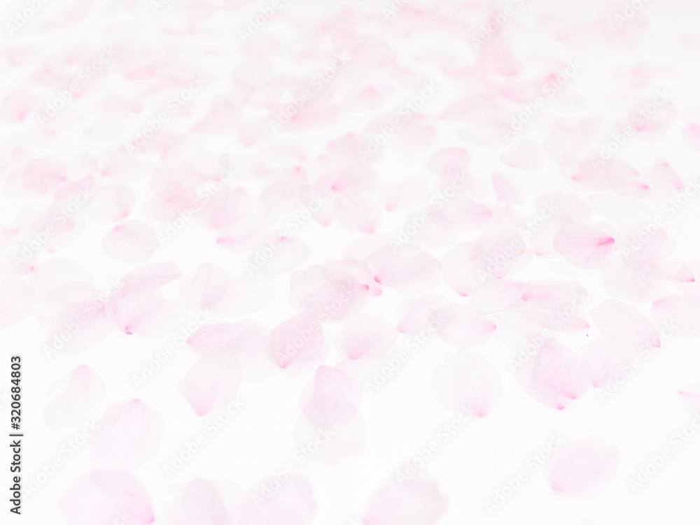 Cherry blossom petals_1750 Cherry blossom petals_1750