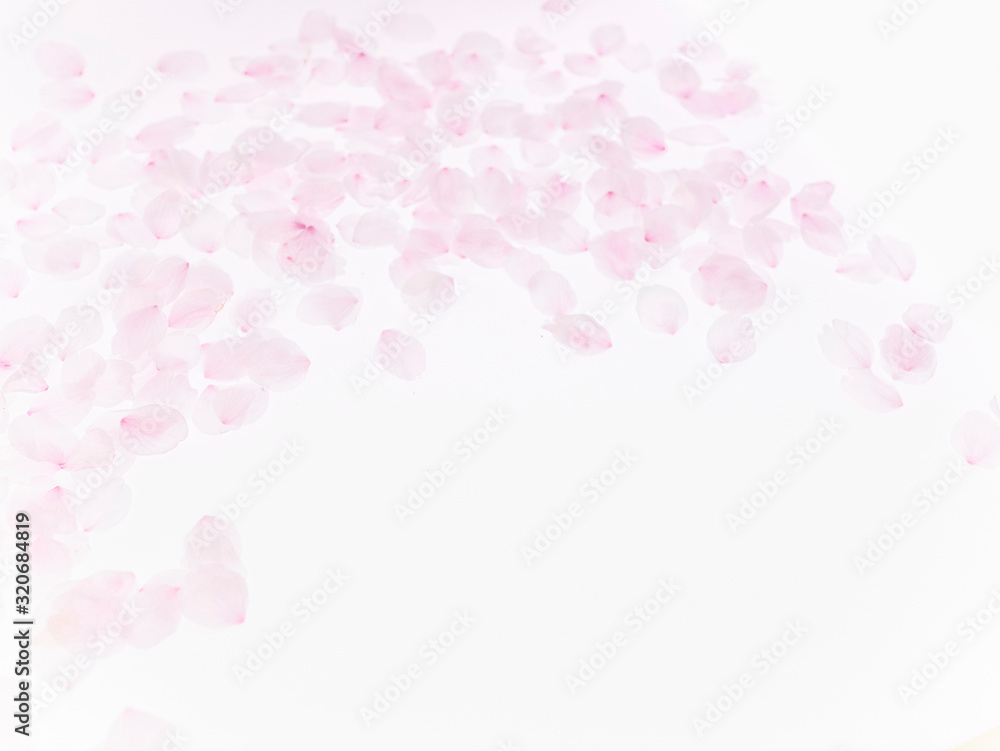 Cherry blossom petals_1753