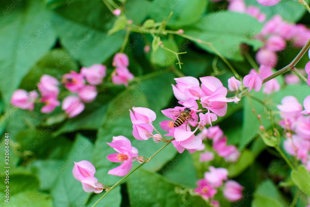 pink flowers of Coral Vine on green leaves background. pink flowers of Coral Vine on green leaves background.