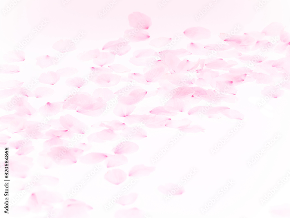 Cherry blossom petals_1768 Cherry blossom petals_1768