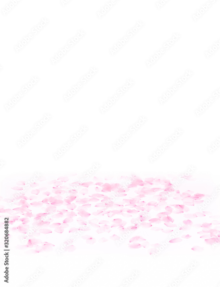 Cherry blossom petals_170