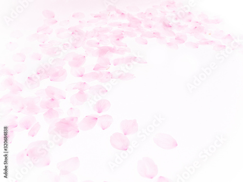 Cherry blossom petals_1757