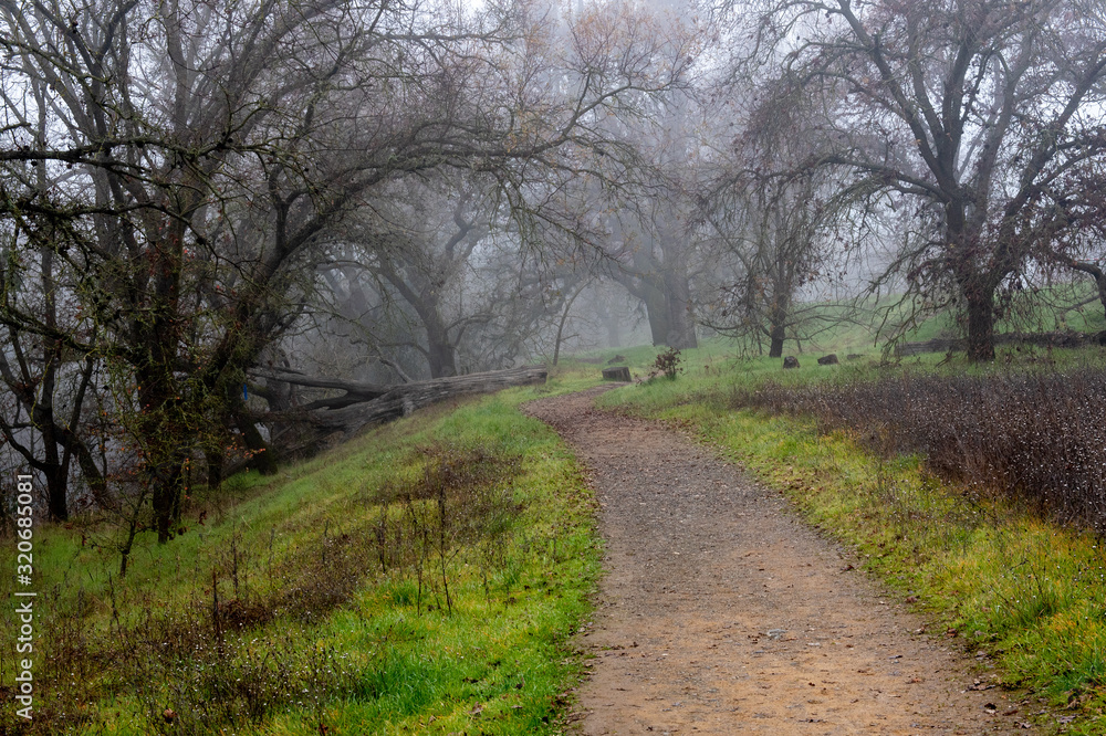 Riparian Preserve of the University if Davis in California, USA, featuring a foggy morning Riparian Preserve of the University if Davis in California, USA, featuring a foggy morning
