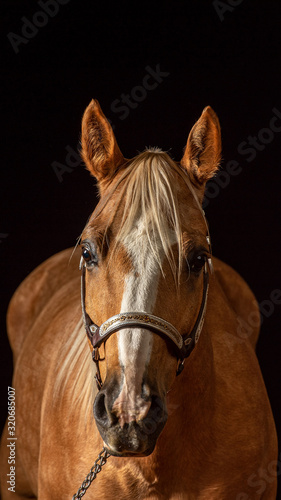 Palomino horse against black background  front view  with white blaze and ears pointed forward