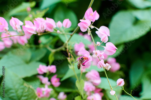 pink flowers of Coral Vine on green leaves background.