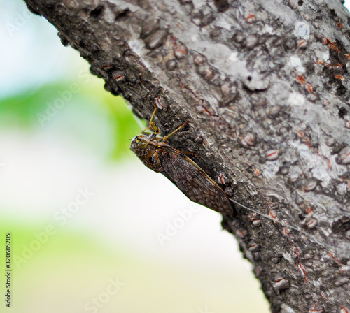 A Cicada on Tree