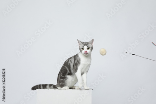 A cat makes all kinds of movements on a white background
