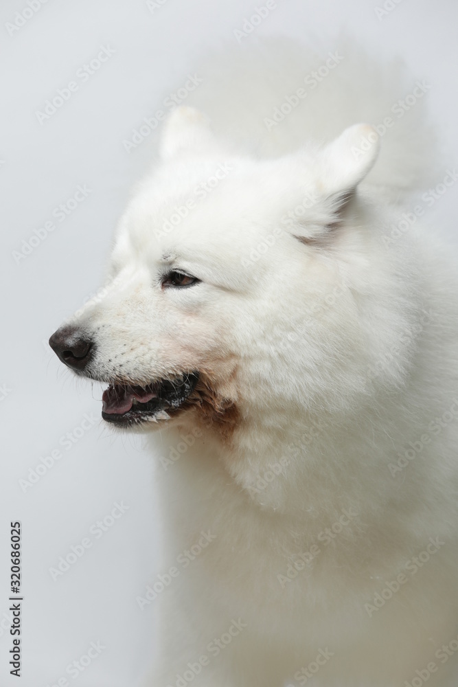 A cute white Samoyed dog makes all kinds of funny expressions on a white background