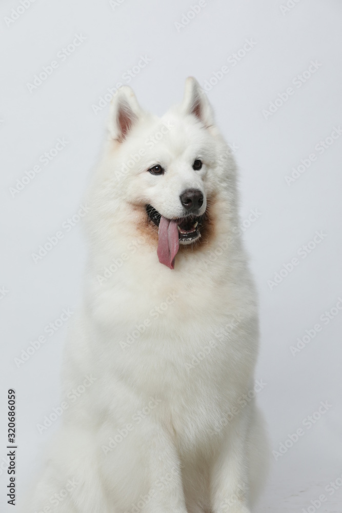 A cute white Samoyed dog makes all kinds of funny expressions on a white background