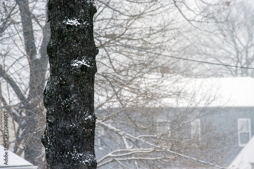 Tree trunk in snow storm