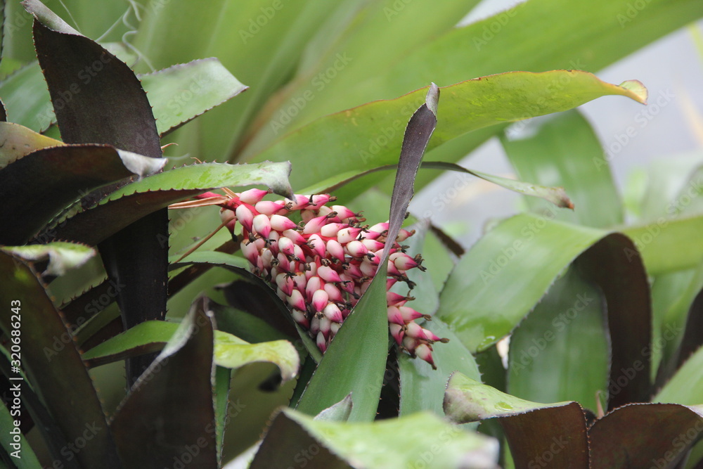 Obraz premium Alpinia zerumbet Zingiberaceae Alpinioideae