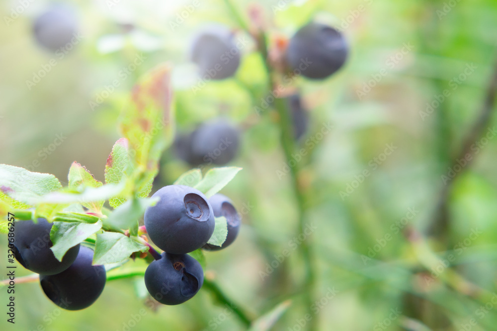 Ripe blueberries on a bush in the forest in the sunrays Ripe blueberries on a bush in the forest in the sunrays