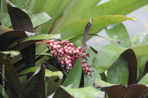 Alpinia zerumbet Zingiberaceae Alpinioideae