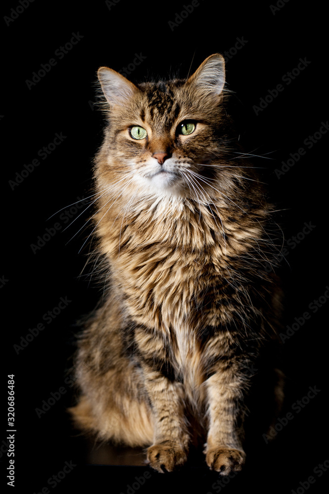 Maine coon cat on black background
