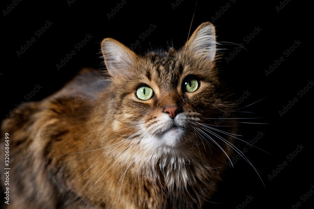 Maine coon cat on black background