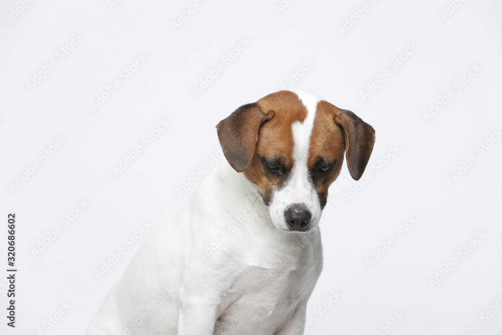 A greyish Jack Russell Terrier makes subtle expressions on a white background A greyish Jack Russell Terrier makes subtle expressions on a white background